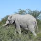 May 4 - Driving thru Etosha to reach Mushara