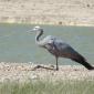 Female Blue Crane