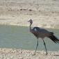 Female Blue Crane