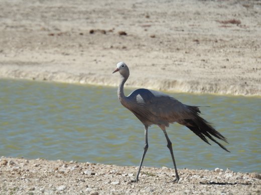 Female Blue Crane