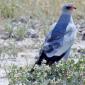 Pale Chanting Goshawk