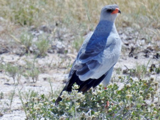 Pale Chanting Goshawk