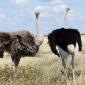 Ostrich Pair