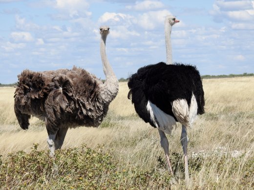 Ostrich Pair