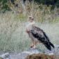 Tawny Eagle
