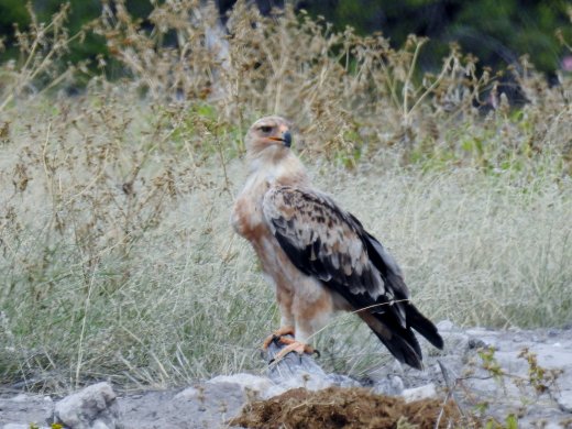 Tawny Eagle