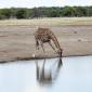 Giraffe Drinking