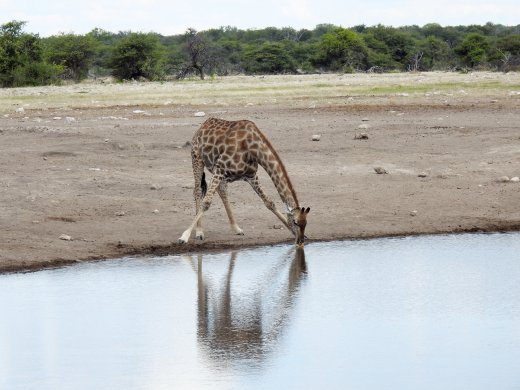Giraffe Drinking