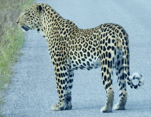 Male Leopard