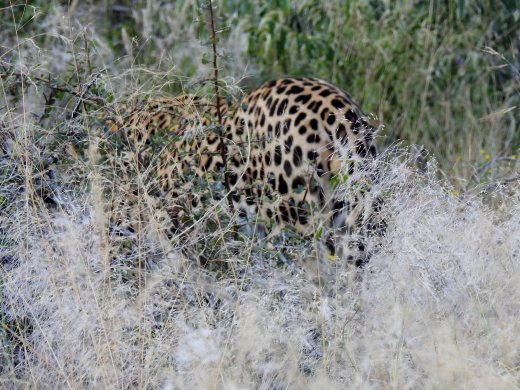 Male Leopard