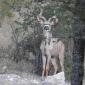 Kudu