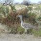 Another Kori Bustard