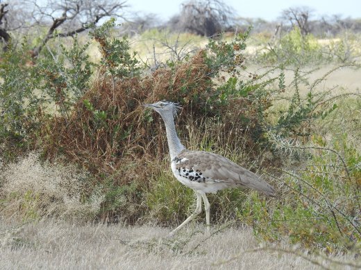 Another Kori Bustard