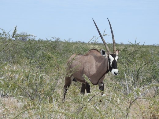 Oryx