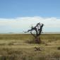 Etosha Pan+Dead Tree