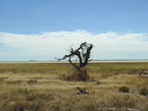 Etosha Pan+Dead Tree