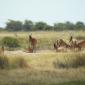 Red Hartebeest
