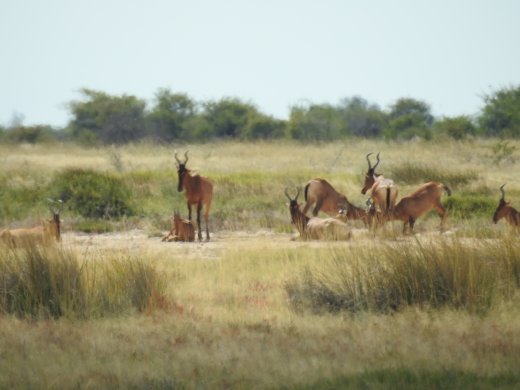 Red Hartebeest