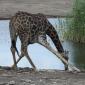 Giraffe at Waterhole