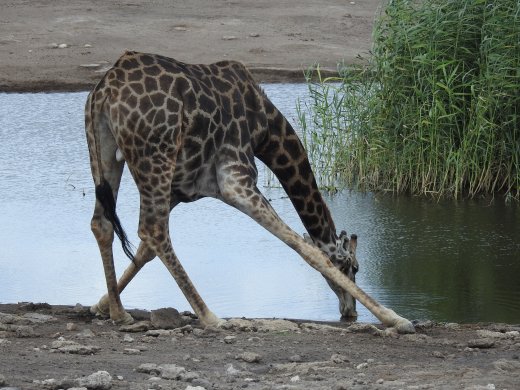 Giraffe at Waterhole