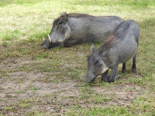 Warthogs