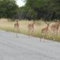 Galloping Black Faced Impala