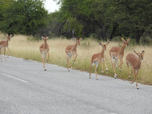 Galloping Black Faced Impala