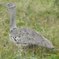 Kori Bustard