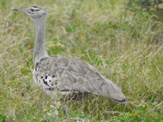 Kori Bustard
