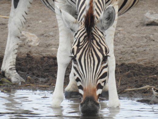 Zebra at Waterhole