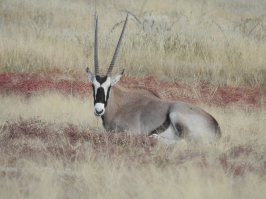 Oryx