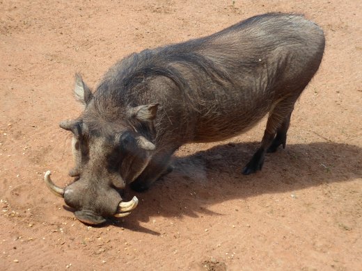 Warthog