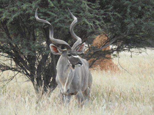 Kudu