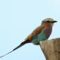 Lilac Breasted Roller
