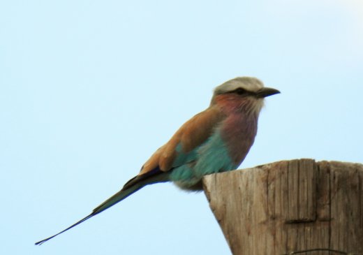 Lilac Breasted Roller