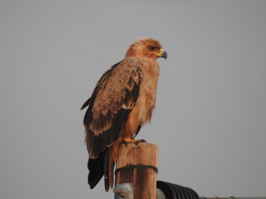 Tawny Eagle
