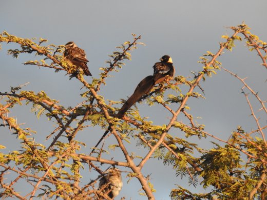  Long-tail Paradise Whyday