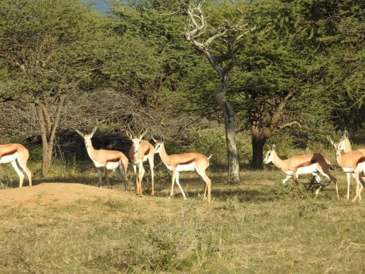 Springbok