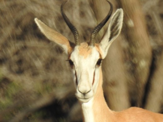 Springbok