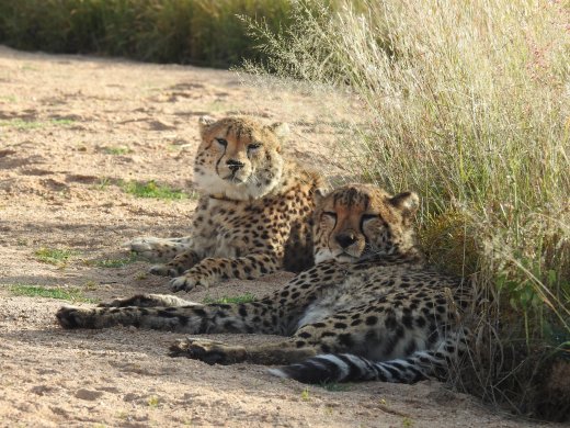 Cheetah Brothers