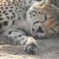 Cheetah