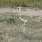 Kori Bustard