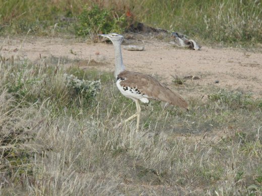 Kori Bustard
