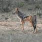 Black Backed Jackal