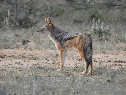 Black Backed Jackal