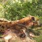Spotted Hyena with kill stolen from Leopard