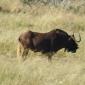 White-Tailed Wildebeest