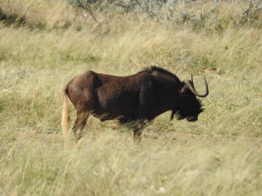 White-Tailed Wildebeest