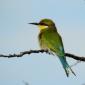 Little Bee Eater