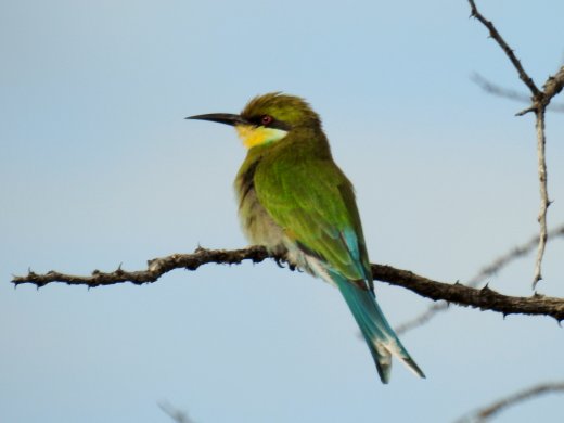 Little Bee Eater
